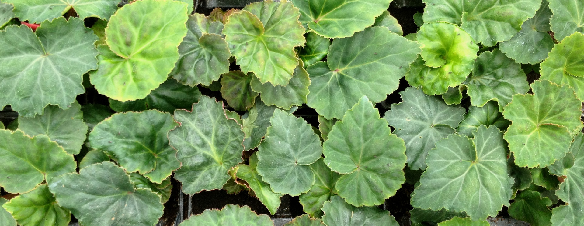 Quality Bedding Plants