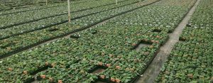 Salad Production