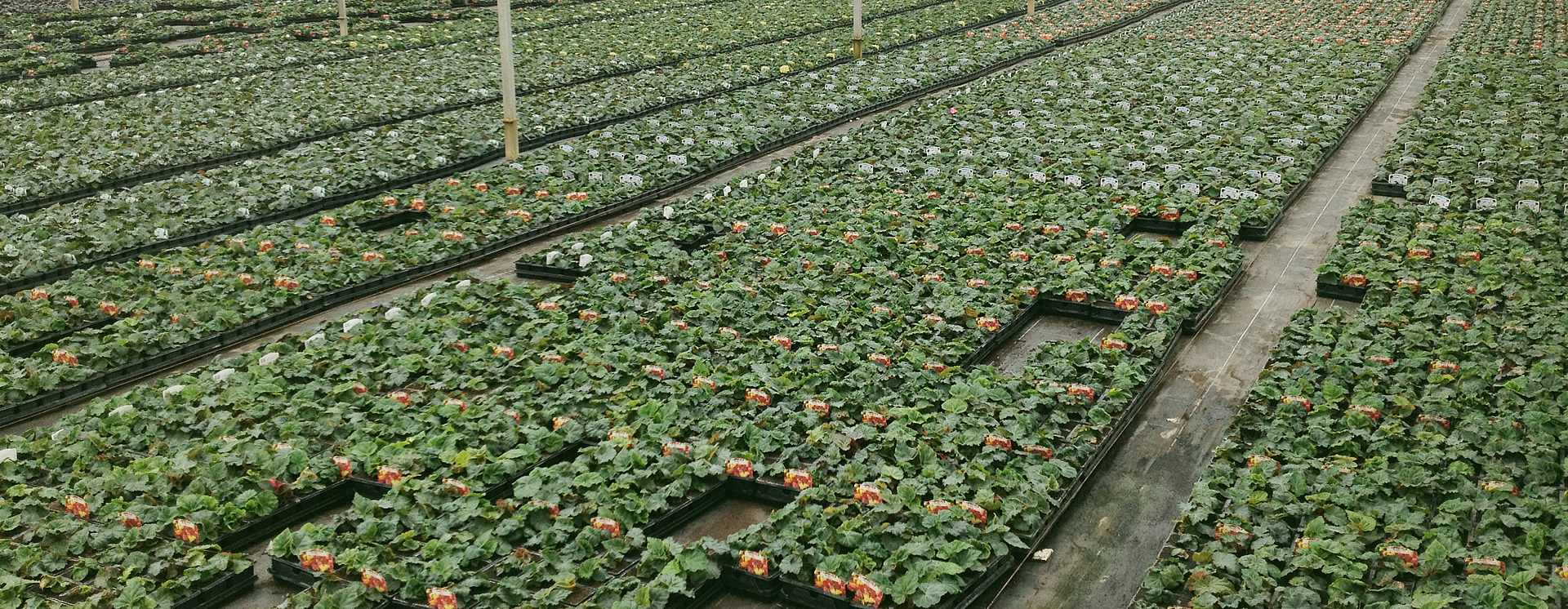 Perennials & Herbaceous Plants