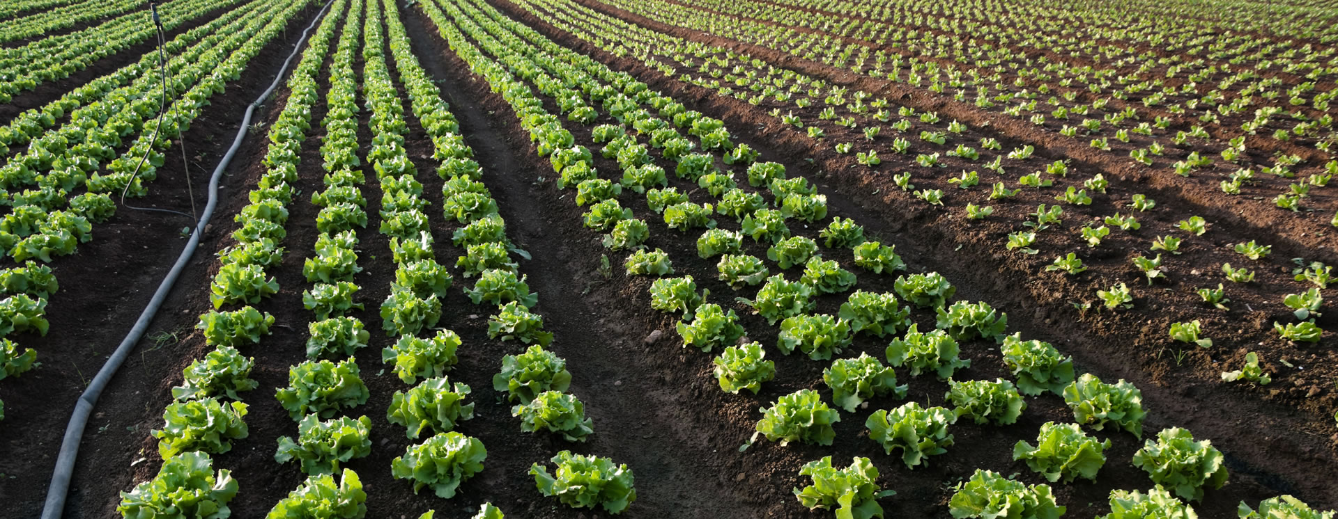 Salad Production