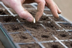 Seed Sewing