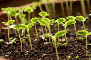 Seedlings
