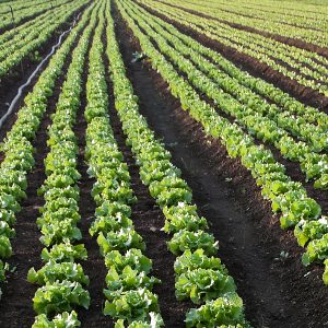 Salad Production