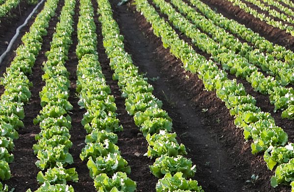 Salad Production