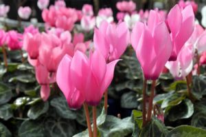 Cyclamen by EN Coxhead