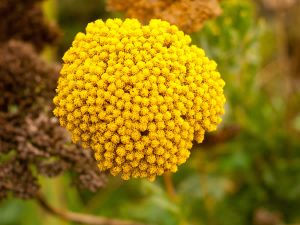Wholesale Sales of Perennials & Herbaceous Plants by EN Coxhead