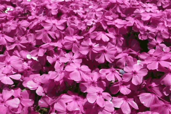 Quality Perennials from EN Coxhead