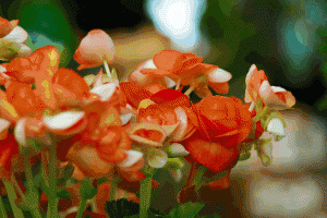 Non Stop Begonias