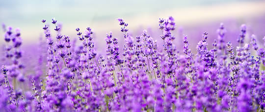 Lavender