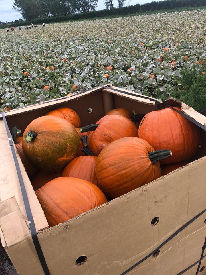 Pumpkin Trade Enquiries