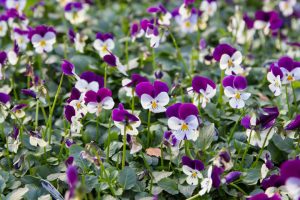 Trade Violas from EN Coxhead