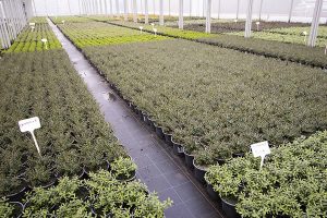 EN Coxhead Perennail and Herbaceous Perennial Plants