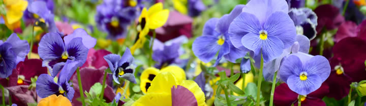 Trade Bedding Plant and Hanging Basket Suppliers in Preston, Lancashire
