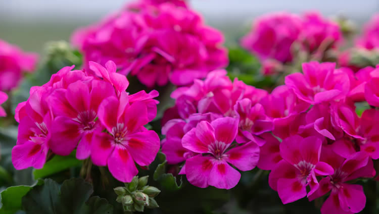 Bedding Plant Trade Sales