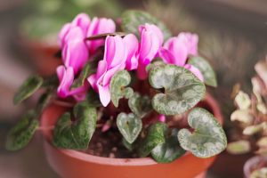 mini-cyclamen