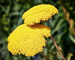 Trade Sales of Perennial Plants