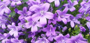 Campanula