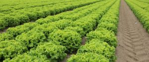 Wholesale Lettuce Sales