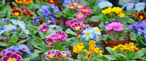 Pansy Trade Sales