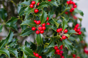 Holly Wreath