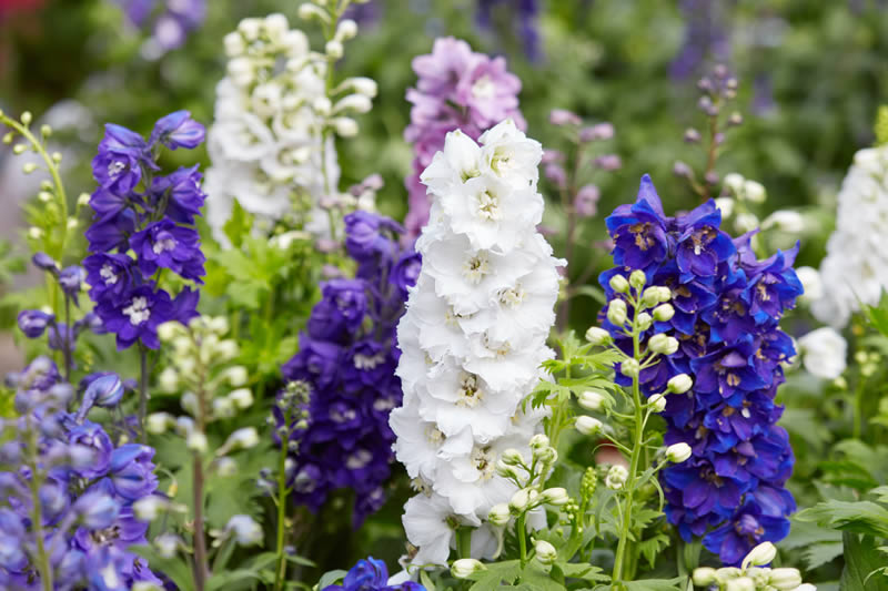 Herbaceous Perennials Trade Sales