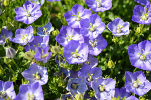 Perennial Trade Sales