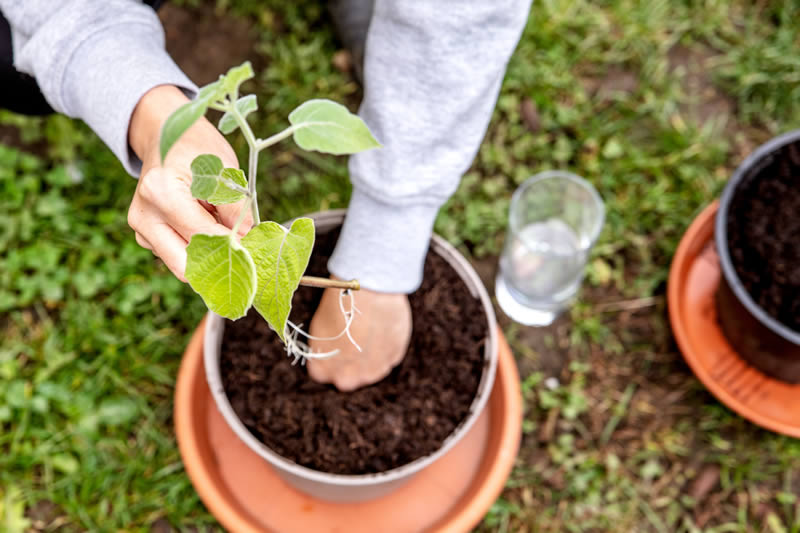 Taking Cuttings From Your Establish Perennials