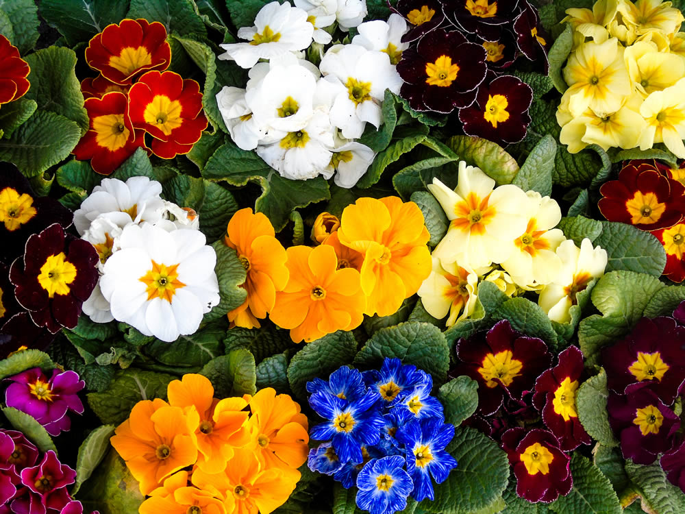 Summer Perrenials & Herbaceous Plants