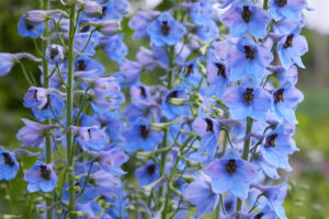 Caring for Perennials