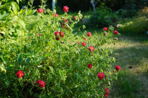 Helianthemum Cerise Queen