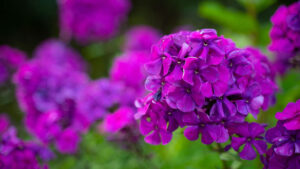 Phlox Paniculata