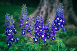 Delphinium Dark Blue White Bee