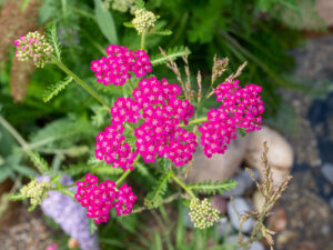 Spring Perennials for Trade Sale - Achillea Cerise Queen
