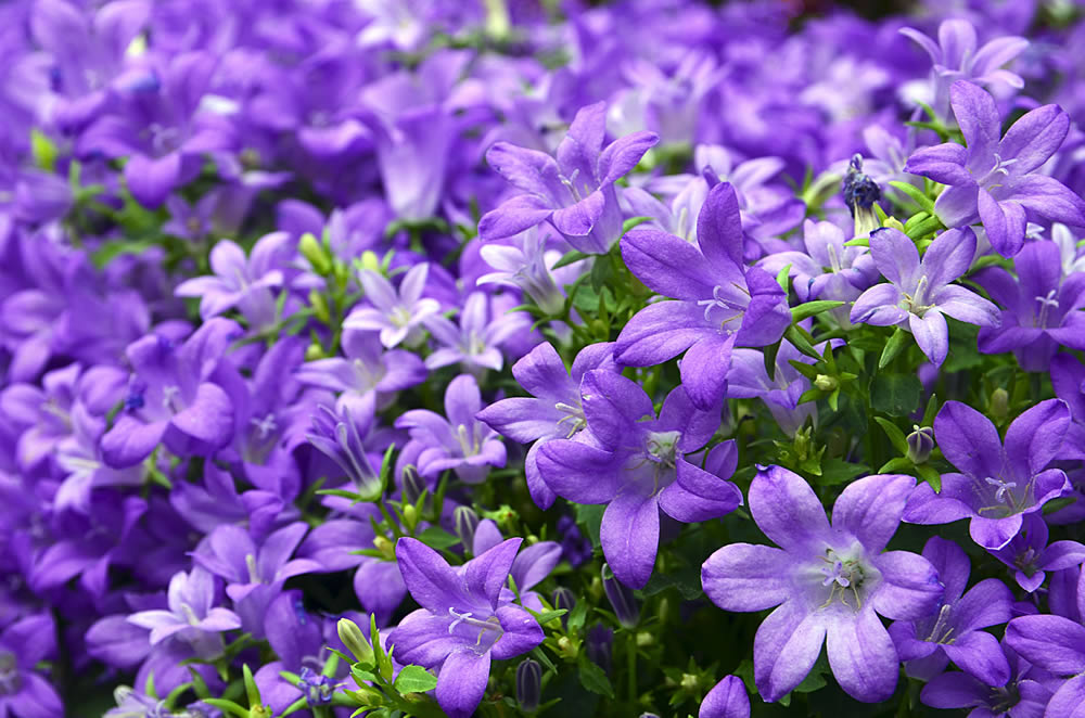 Herbaceous Perennials Trade Sales in Lancashire