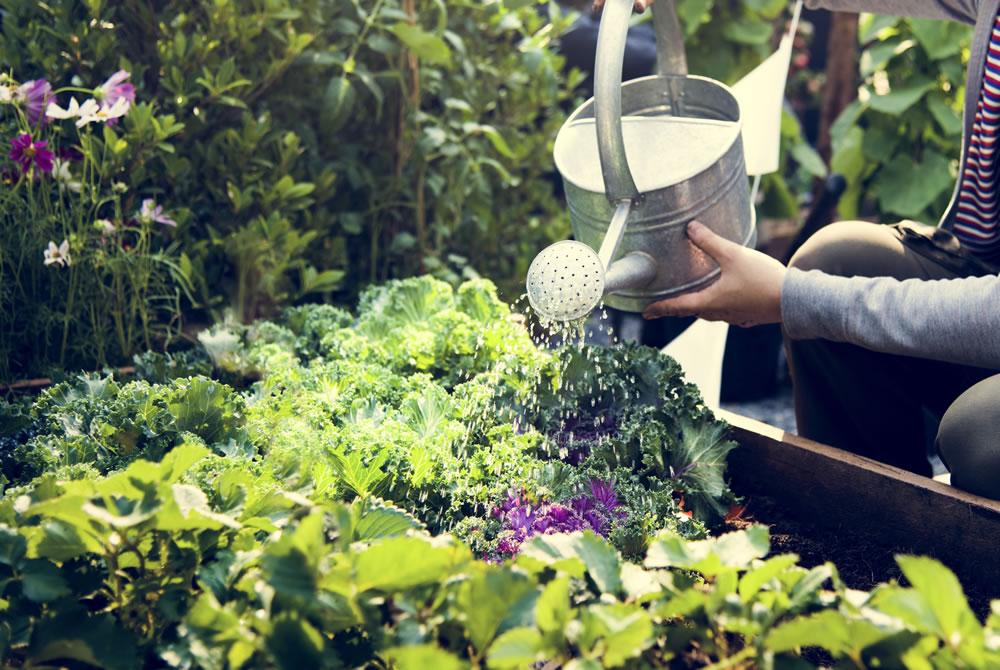 Watering Your Plants