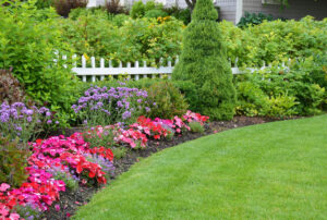 Watering Your Plants