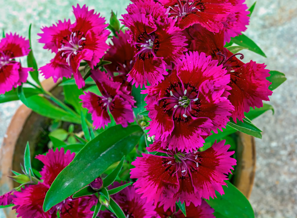 Dianthus Trade Sales