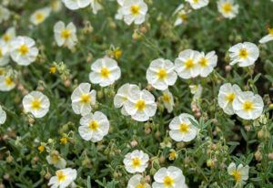 Helianthemum Trade Sales