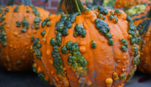 Pumpkin Trade Sales
