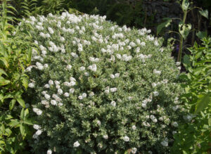 Hebe Albicans