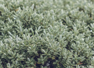 Hebe Topiaria