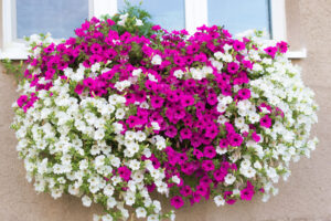 Trade bedding, patio plants and hanging baskets in Preston