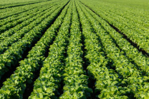 Iceberg, Gem and Romaine Lettuce Trade Sales