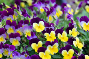 Pansy & Viola Trade Sales