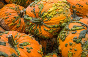 Trade Pumpkins