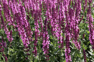 Perennial Plants