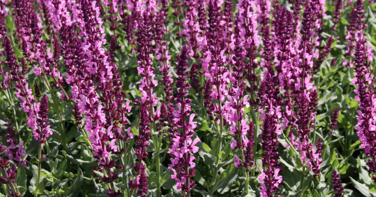 Perennial plants: a sound investment for UK gardens