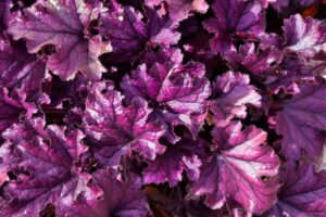 Heuchera: Perfect for Landscaping and Garden Design