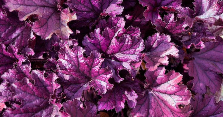 Heuchera: Perfect for Landscaping and Garden Design