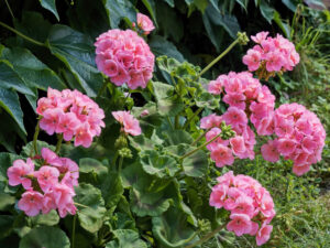 Geraniums for Containers, Hanging Baskets, Flower Beds & Borders